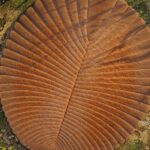 Sejarah Hewan yang Pertama Kali Muncul di Dunia