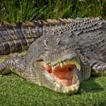 6 Hewan yang Paling Mematikan Bagi Manusia