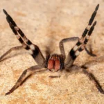 5 Jenis Serangga Paling Berisiko dan Berbahaya di Dunia